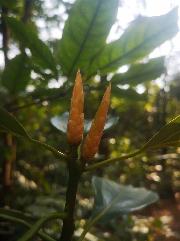 廣東博皓 博行天下丨虎年第一爬，挑戰(zhàn)從化老虎頭   -3
